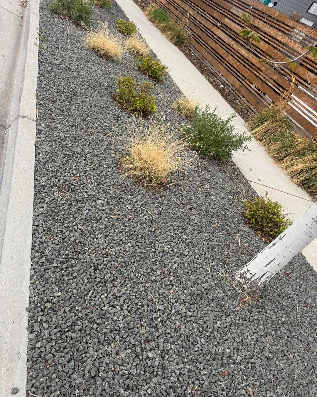 Gravel bed with ornamental grasses, shrubs, and concrete edging